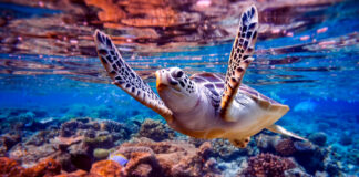 La subtile alchimie des huiles végétales pures la-subtile-alchimie-des-huiles-de-beaute-reponses-bio