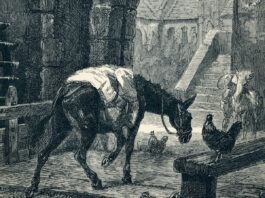 Le charbon végétal activé et vos animaux de compagnie le-charbon-active-et-votre-animal-de-compagnie