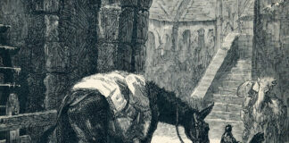 Le charbon végétal activé et vos animaux de compagnie le-charbon-active-et-votre-animal-de-compagnie