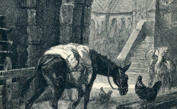 Le charbon végétal activé et vos animaux de compagnie le-charbon-active-et-votre-animal-de-compagnie