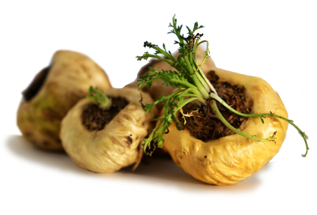 indispensable-maca-reponses-bio