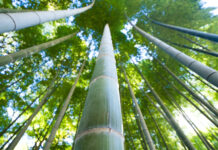 Le Patch détox le plus efficace est fait maison Patch-vinaigre-bambou-reponsesbio