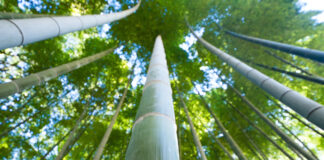 Le Patch détox le plus efficace est fait maison Patch-vinaigre-bambou-reponsesbio