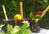 7 boissons et recettes rafraîchissantes pour l’été 7-recettes-rafraichissantes-reponsesbio