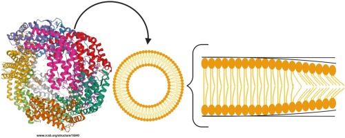 La phycocyanine protège les liposomes de la VItamine C Filaments de Phycocyanine protégeant l'intégrité des liposomes