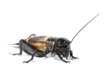 La farine de grillons débarque dans les préparations bio ?