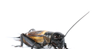 La farine de grillons débarque dans les préparations bio ?