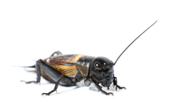 La farine de grillons débarque dans les préparations bio ?