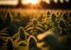 HE-cannabis-mode-demploi-reponsesbio
