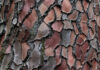 Extrait-decorce-de-pin-maritime-landes-pycnogenol-reponsesbio