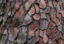 Pycnogenol, allié de la femme par excellence Extrait-decorce-de-pin-maritime-landes-pycnogenol-reponsesbio