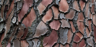 Pycnogenol, allié de la femme par excellence Extrait-decorce-de-pin-maritime-landes-pycnogenol-reponsesbio