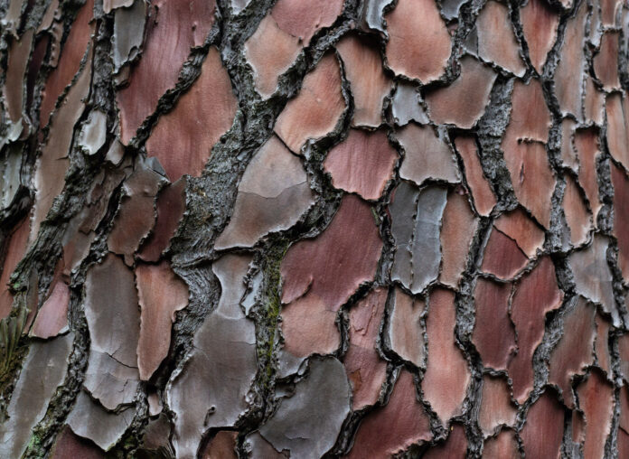 Extrait-decorce-de-pin-maritime-landes-pycnogenol-reponsesbio