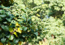 Le Guggul : Hypothyroïdie, Surpoids et Arthrose Guggul-Commiphora-mukul-reponsesbio