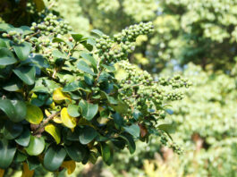 Le Guggul : Hypothyroïdie, Surpoids et Arthrose Guggul-Commiphora-mukul-reponsesbio