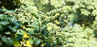 Le Guggul : Hypothyroïdie, Surpoids et Arthrose Guggul-Commiphora-mukul-reponsesbio