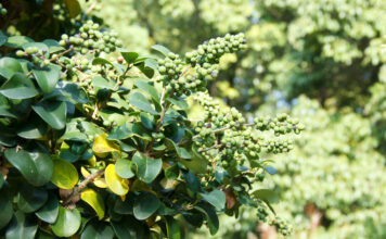 Le Guggul : Hypothyroïdie, Surpoids et Arthrose Guggul-Commiphora-mukul-reponsesbio