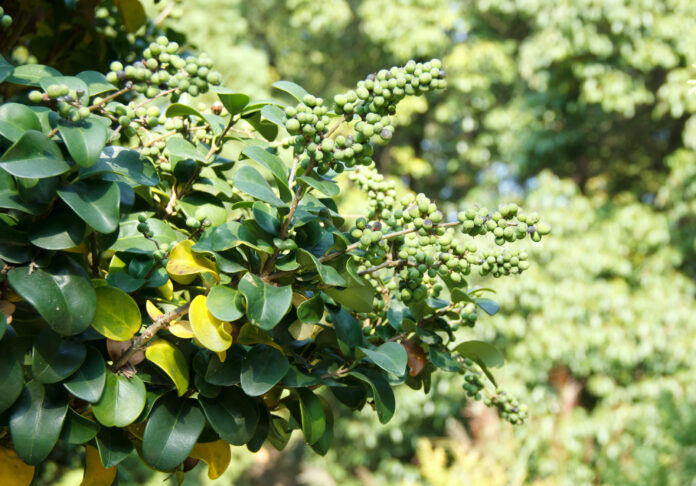 Guggul-Commiphora-mukul-reponsesbio