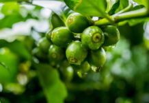 Le vrai du faux sur l'huile de café vert Réponses Bio
