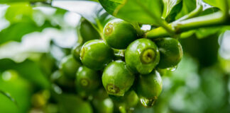 Le vrai du faux sur l’huile de café vert Le vrai du faux sur l'huile de café vert Réponses Bio