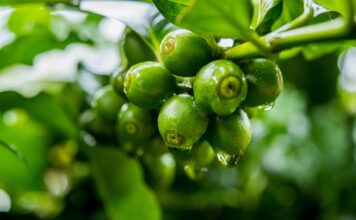 Le vrai du faux sur l’huile de café vert Le vrai du faux sur l'huile de café vert Réponses Bio