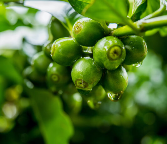 Le vrai du faux sur l’huile de café vert Le vrai du faux sur l'huile de café vert Réponses Bio