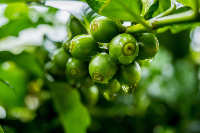 Le vrai du faux sur l'huile de café vert Réponses Bio