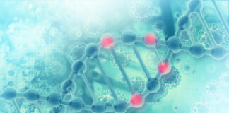 Les caroténoïdes protègent votre ADN Caroténoïdes protègent votre ADN
