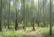 Le Charbon Ultra Activé Moso 3000… respire ! Charbon végétal ultra activé Moso 3000 de Bambou Moso du Japon sur Réponses Bio