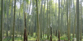 Le Charbon Ultra Activé Moso 3000… respire ! Charbon végétal ultra activé Moso 3000 de Bambou Moso du Japon sur Réponses Bio