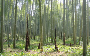 Le Charbon Ultra Activé Moso 3000… respire ! Charbon végétal ultra activé Moso 3000 de Bambou Moso du Japon sur Réponses Bio
