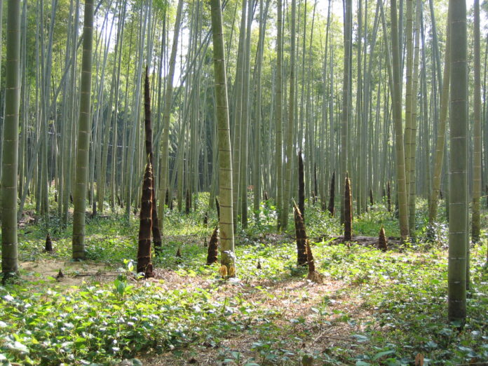 Charbon végétal ultra activé Moso 3000 de Bambou Moso du Japon sur Réponses Bio