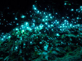 Le plasma marin hypertonique et isotonique, histoire et modes d’emploi phytoplancton-bioluminescence-plasma-marin-reponsesbio