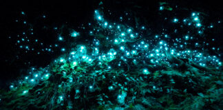 Le plasma marin hypertonique et isotonique, histoire et modes d’emploi phytoplancton-bioluminescence-plasma-marin-reponsesbio