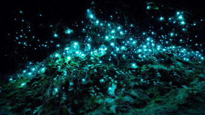phytoplancton-bioluminescence-plasma-marin-reponsesbio