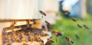 Le problème du nourrissement des abeilles, des antibiotiques et des « vaccins » Miel-ruche-nourrissement-abeilles-reponses-bio