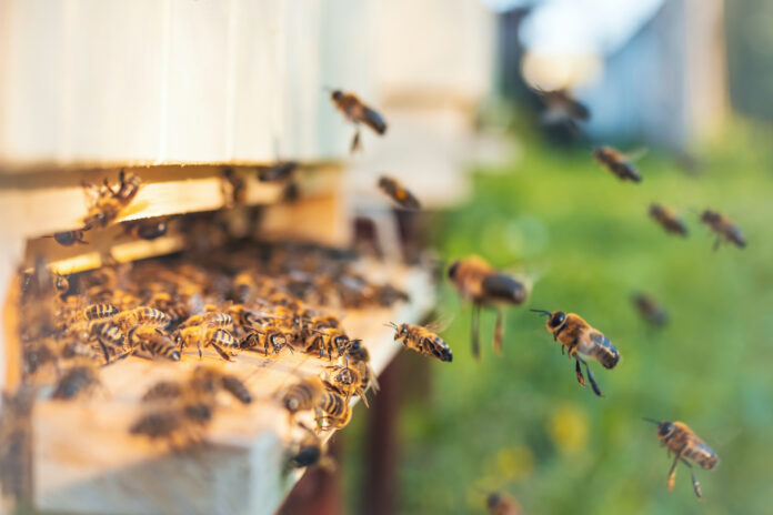 Miel-ruche-nourrissement-abeilles-reponses-bio