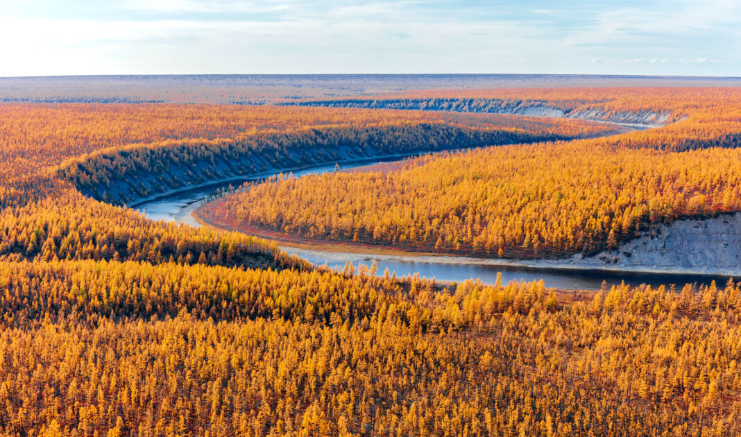 Taxifoline extraite du mélèze de Sibérie : propriétés. Réponses Bio