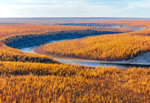 La taxifoline, ses vertus et son efficacité contre les variants du SARS-CoV-2 Taxifoline extraite du mélèze de Sibérie : propriétés. Réponses Bio