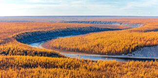 La taxifoline, ses vertus et son efficacité contre les variants du SARS-CoV-2 Taxifoline extraite du mélèze de Sibérie : propriétés. Réponses Bio