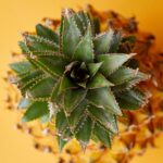 La Bromélaïne, ses vertus et ses interactions Bromelaine-Reponses-Bio