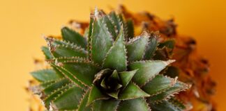 La Bromélaïne, ses vertus et ses interactions Bromelaine-Reponses-Bio