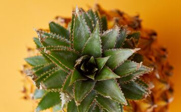 La Bromélaïne, ses vertus et ses interactions Bromelaine-Reponses-Bio