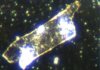 Boeuf-biologique-Microscopie-fond-noir