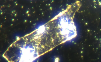 Le nouveau scandale de la viande contaminée Boeuf-biologique-Microscopie-fond-noir