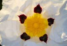 Le nouveau Pollen Frais, ou l’éco-logique des abeilles Pollen-frais-Reponses-Bio