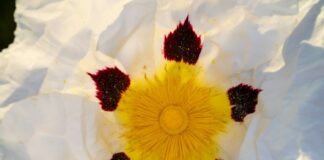 Le nouveau Pollen Frais, ou l’éco-logique des abeilles Pollen-frais-Reponses-Bio