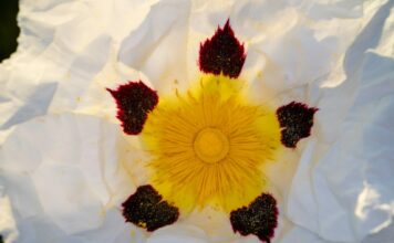 Le nouveau Pollen Frais, ou l’éco-logique des abeilles Pollen-frais-Reponses-Bio