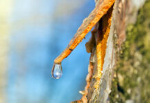 Les nutriments de la sève de bouleau et leurs vertus Seve-de-bouleau-vertus-reponsesbio