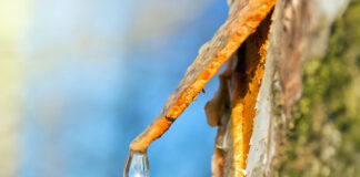 Les nutriments de la sève de bouleau et leurs vertus Seve-de-bouleau-vertus-reponsesbio